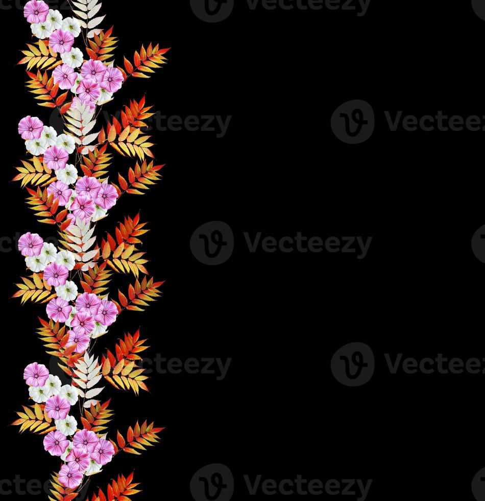 Autumn beautiful colorful morning glory flowers isolated on black background photo