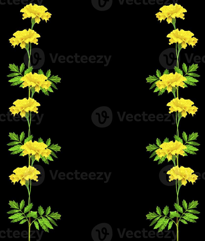 bright colorful flowers marigolds isolated on black background photo