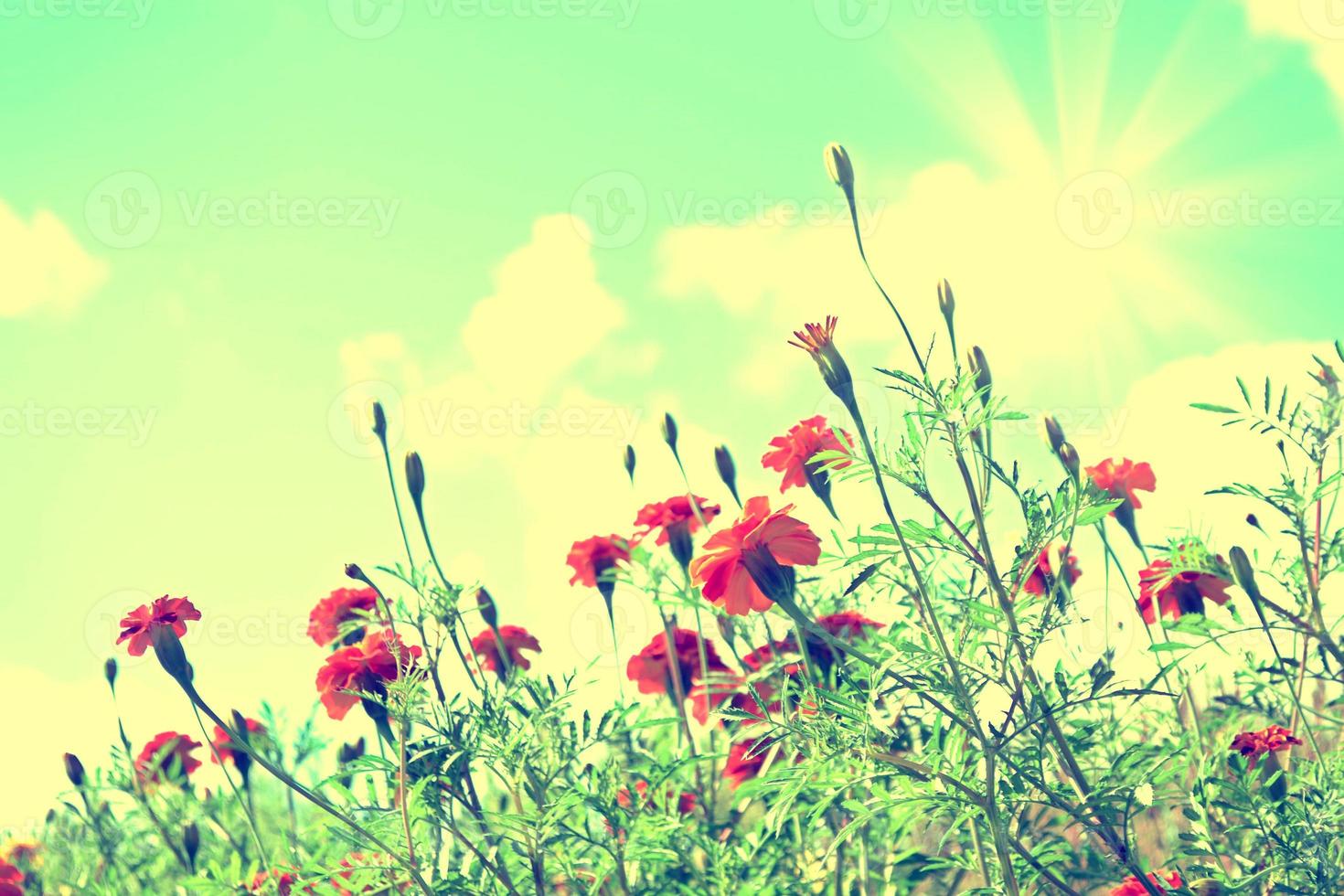 Colorful bright flowers marigold against the background of the summer landscape. photo