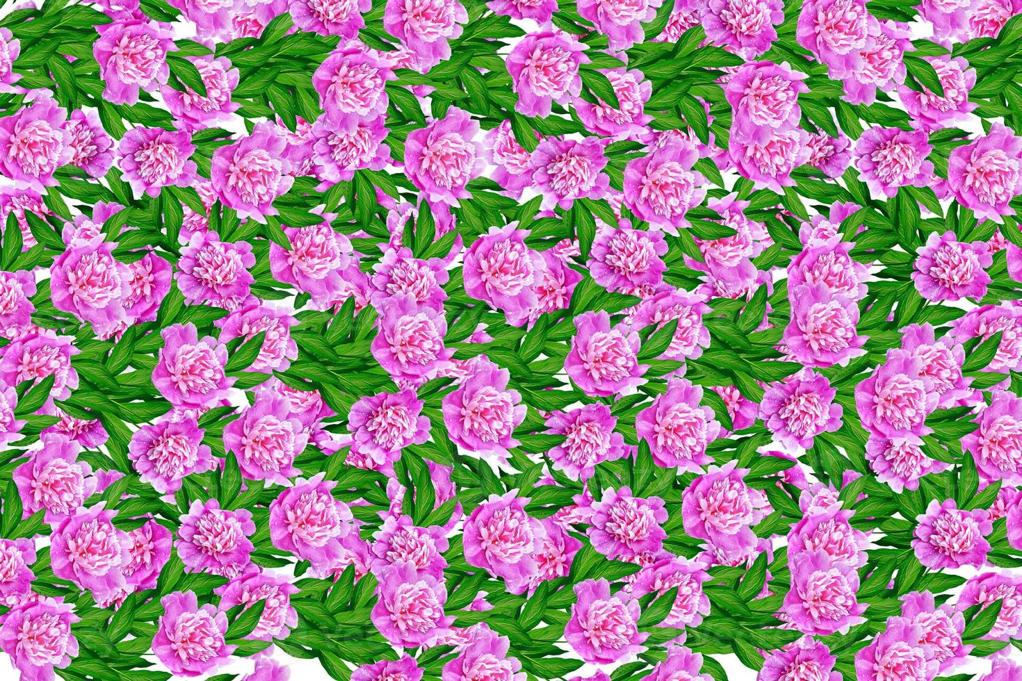Colorful bright flowers peonies isolated on white background. photo