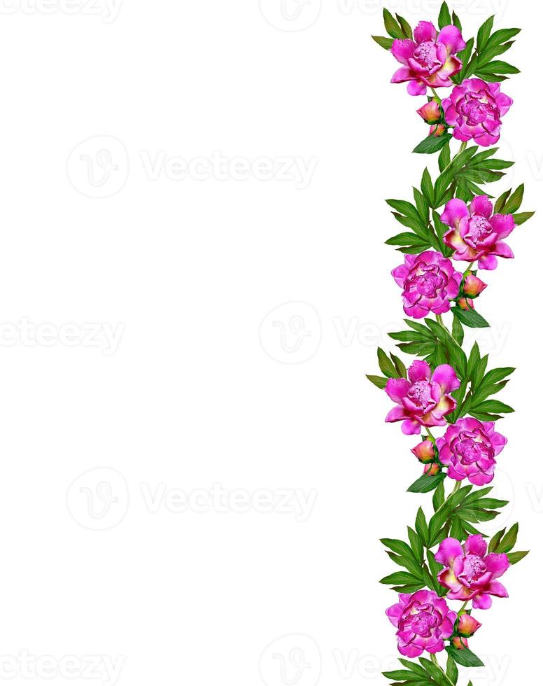 peony flowers isolated on white background photo