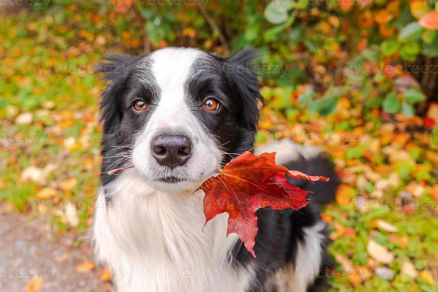 Funny puppy dog border collie with orange maple fall leaf in mouth sitting on park background outdoor. Dog sniffing autumn leaves on walk. Hello Autumn cold weather concept. photo