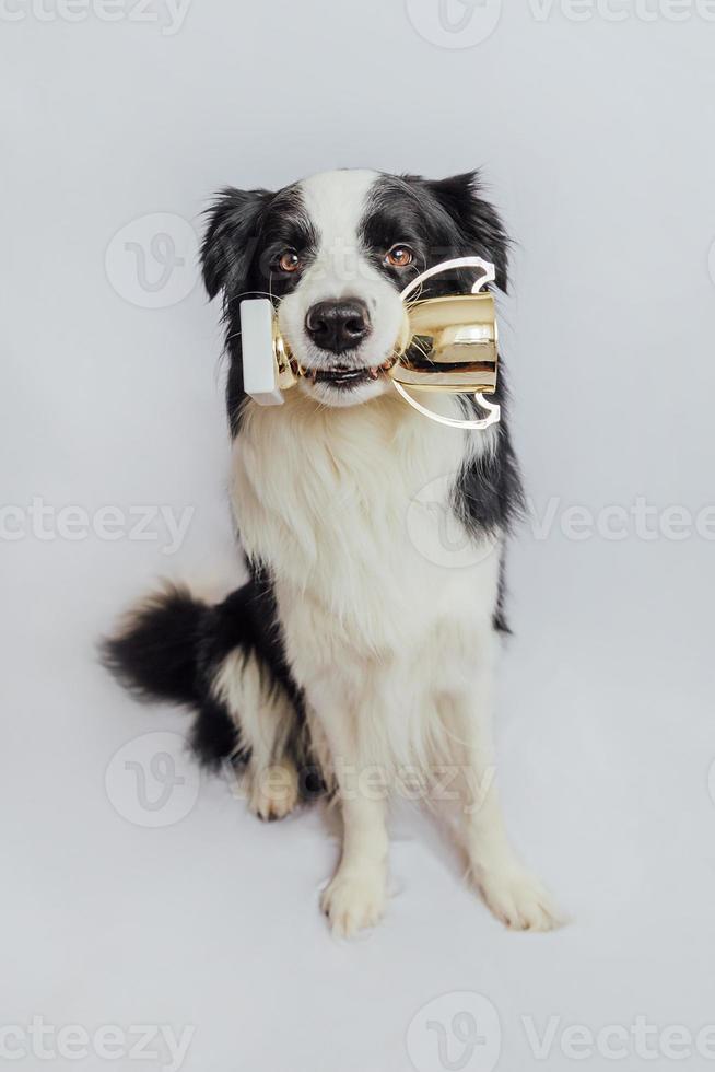 lindo cachorro de perro border collie sosteniendo una copa de trofeo de campeón de oro en la boca aislada sobre fondo blanco. ganador campeón gracioso perro. victoria primer lugar de la competencia. concepto ganador o de éxito. foto