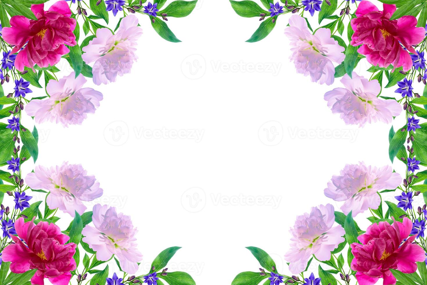 Bright colorful flowers isolated on white background. photo
