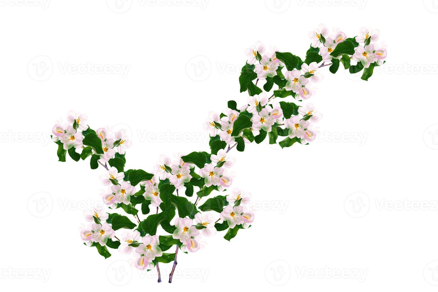 Flowering branch of apple isolated on a white background. photo