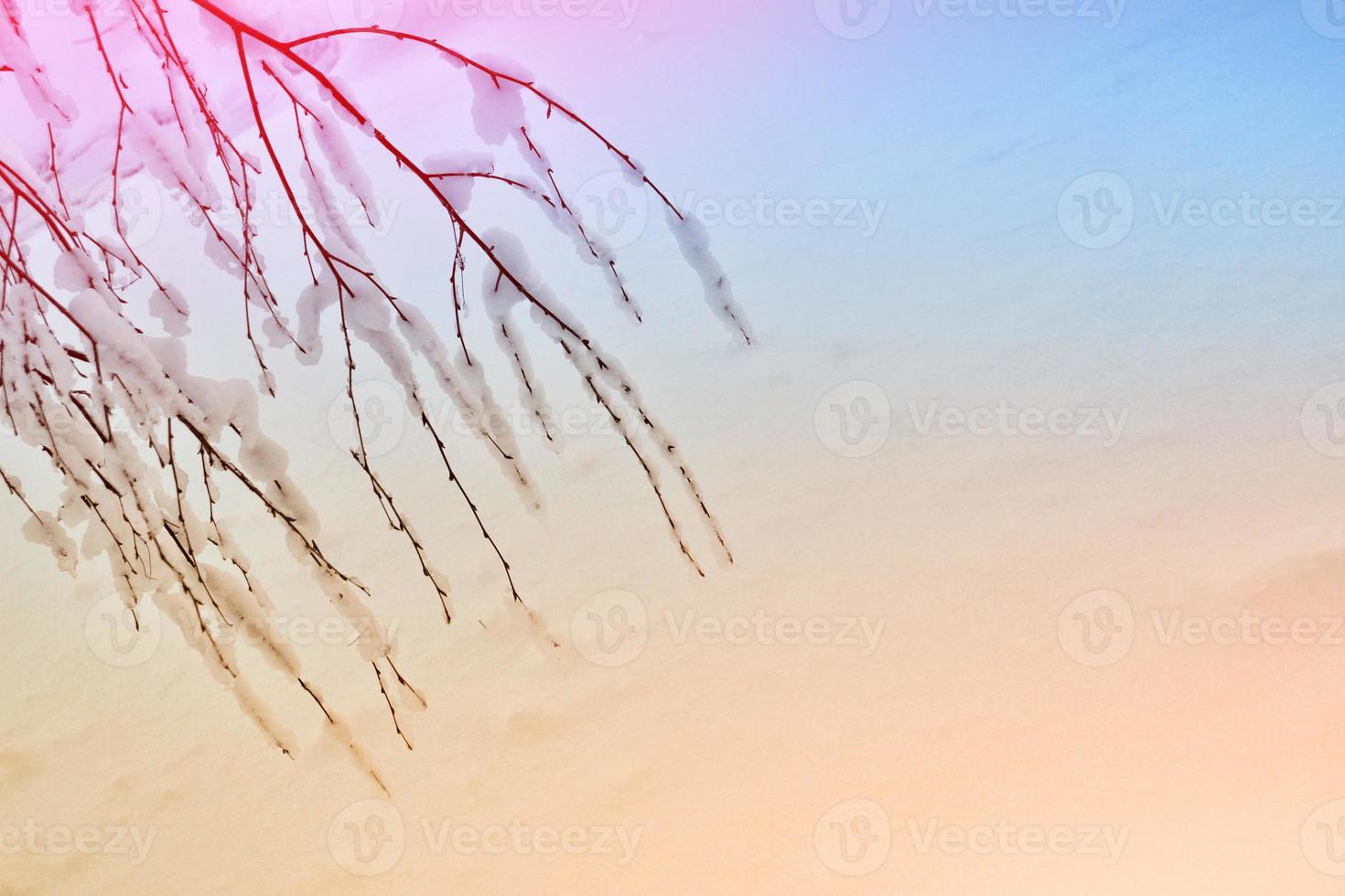 Frozen winter forest with snow covered trees. photo