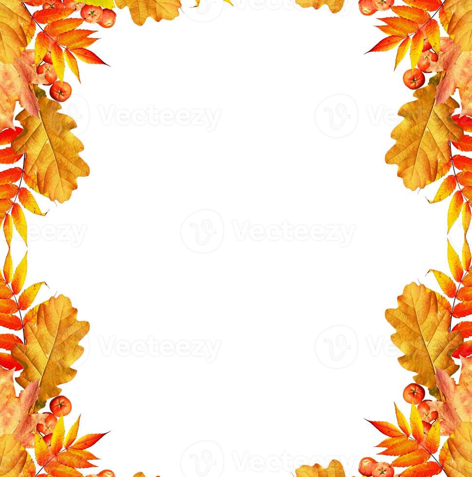 Colorful autumn foliage isolated on white background. Indian summer. photo