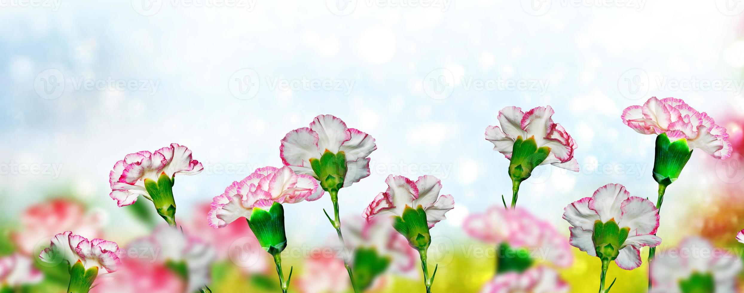 Bright and colorful carnation flowers. Floral background. photo