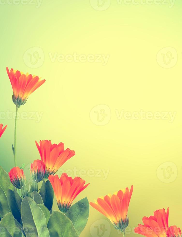 calendula flowers on a background of the summer landscape. photo