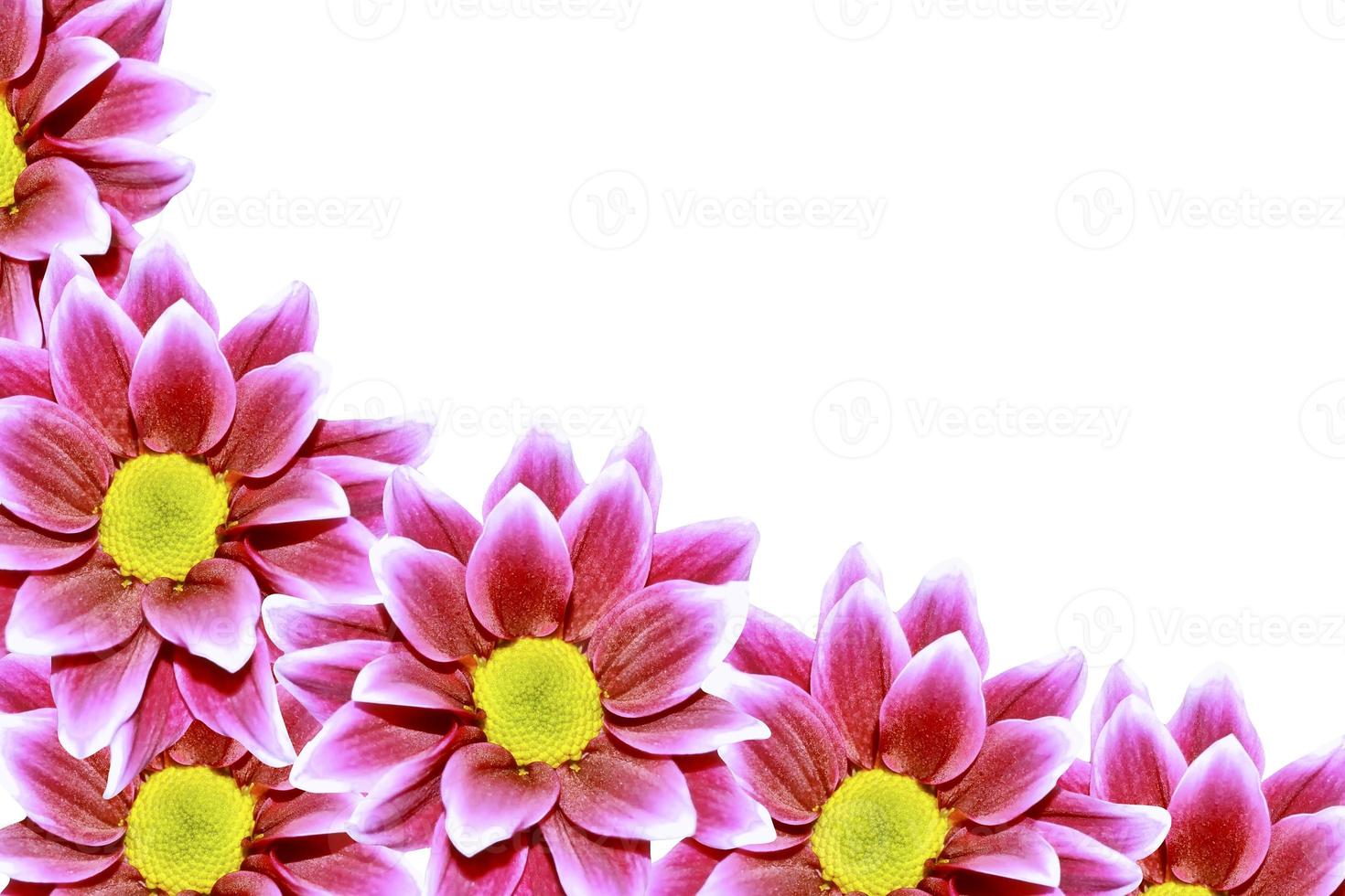 Colorful autumn flowers of chrysanthemum photo