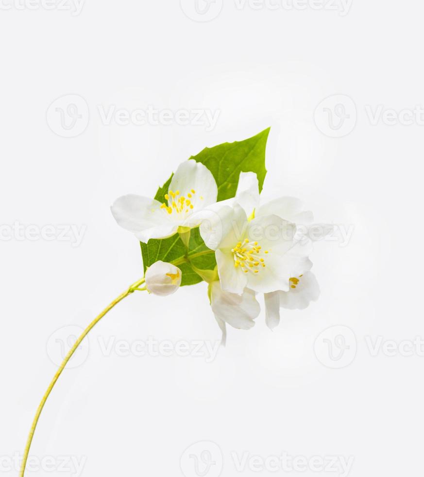 branch of jasmine flowers isolated on white background. photo