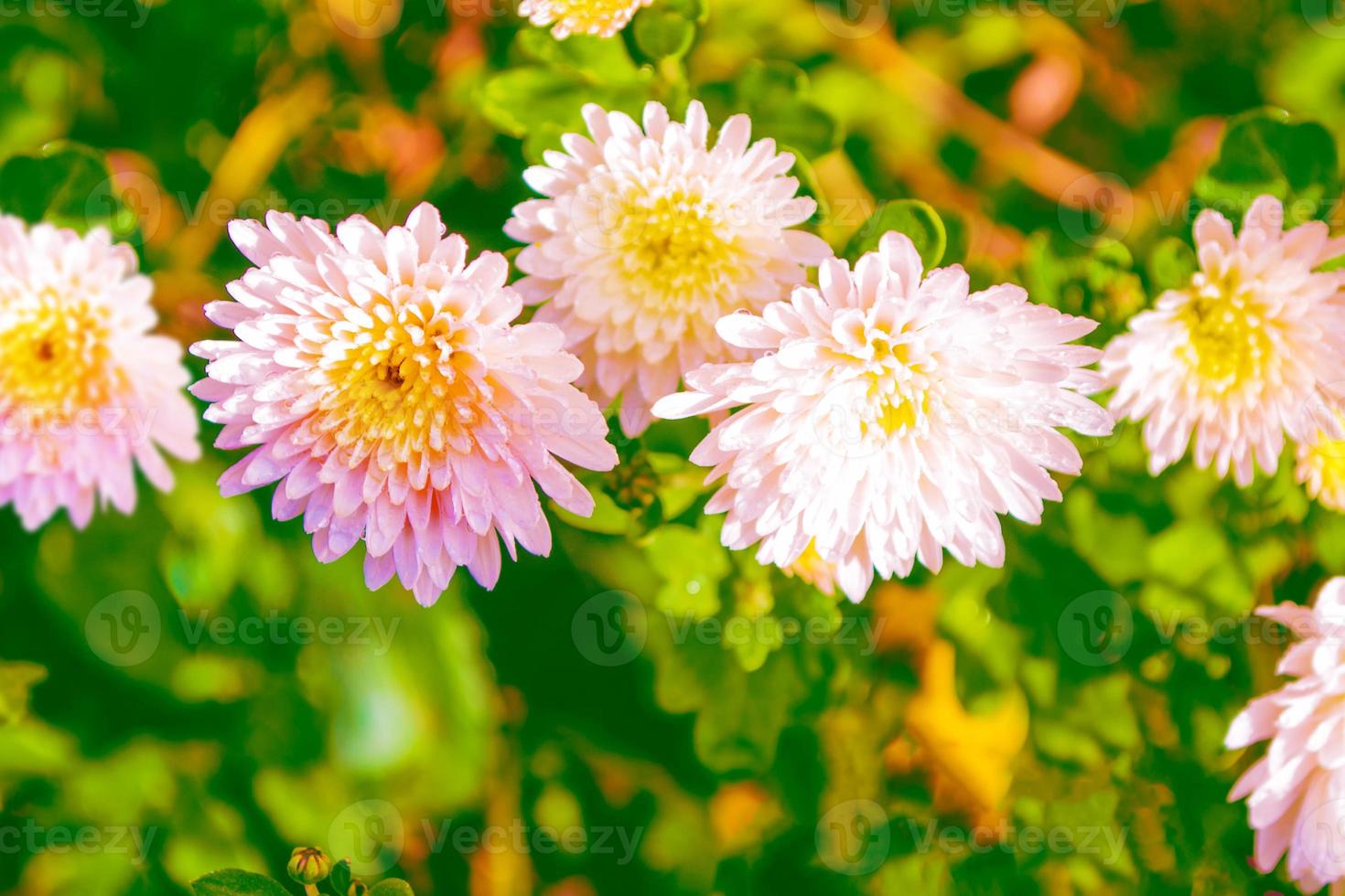 Colorful chrysanthemum flowers on a background of the autumn landscape photo