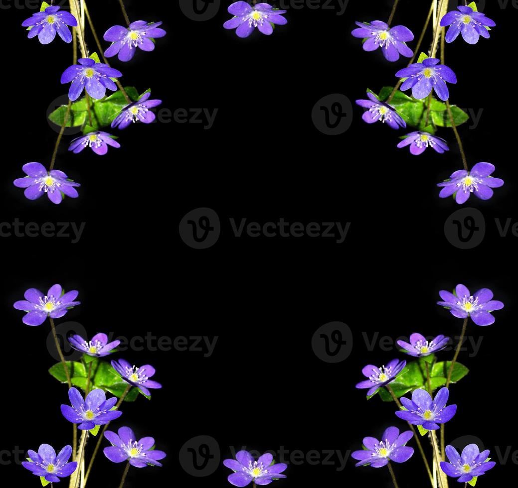 spring flowers snowdrops isolated on black background. photo