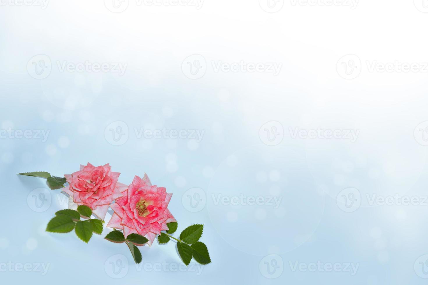 Bright colorful flower rose. floral background photo