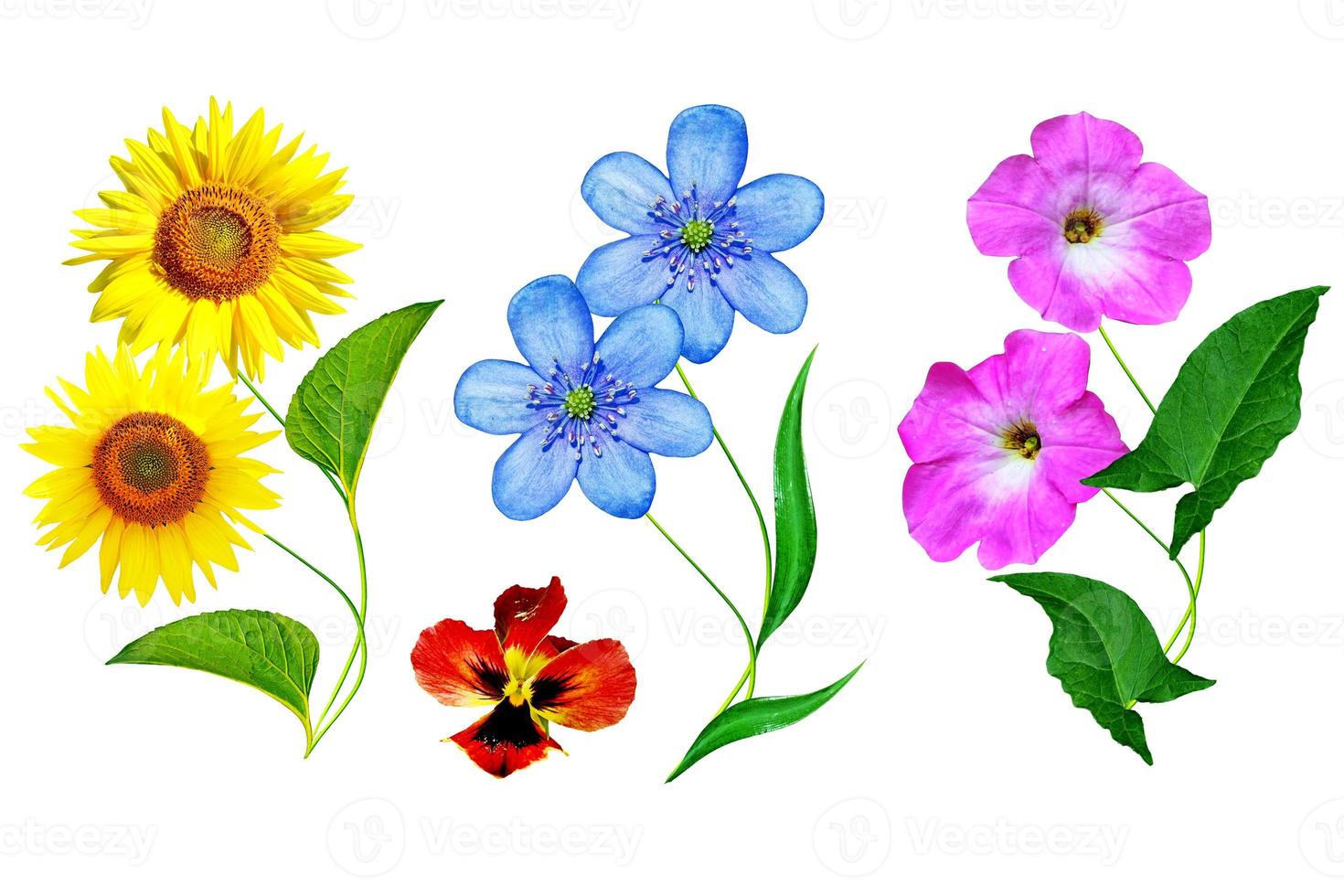 flowers isolated on white background. Set. photo