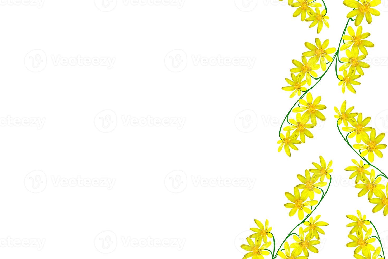 Colorful bright flower buttercup photo