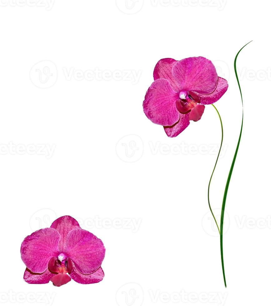 Orchid flower isolated on white background. photo