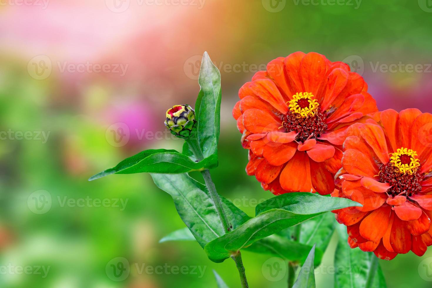 Colorful zinnia flowers on a background of the autumn landscape photo