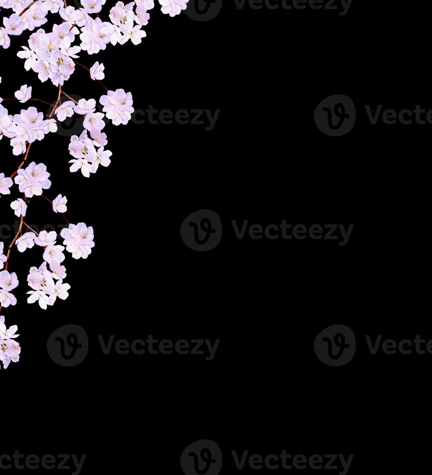 Beautiful delicate white flowers of apple blossom isolated on black background. branch photo