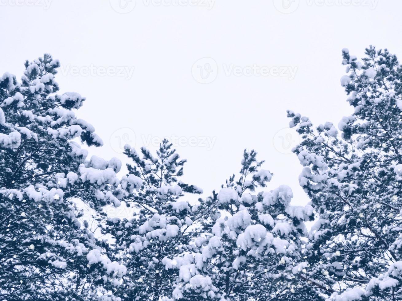 forest in the frost. Winter landscape. Snow covered trees. photo