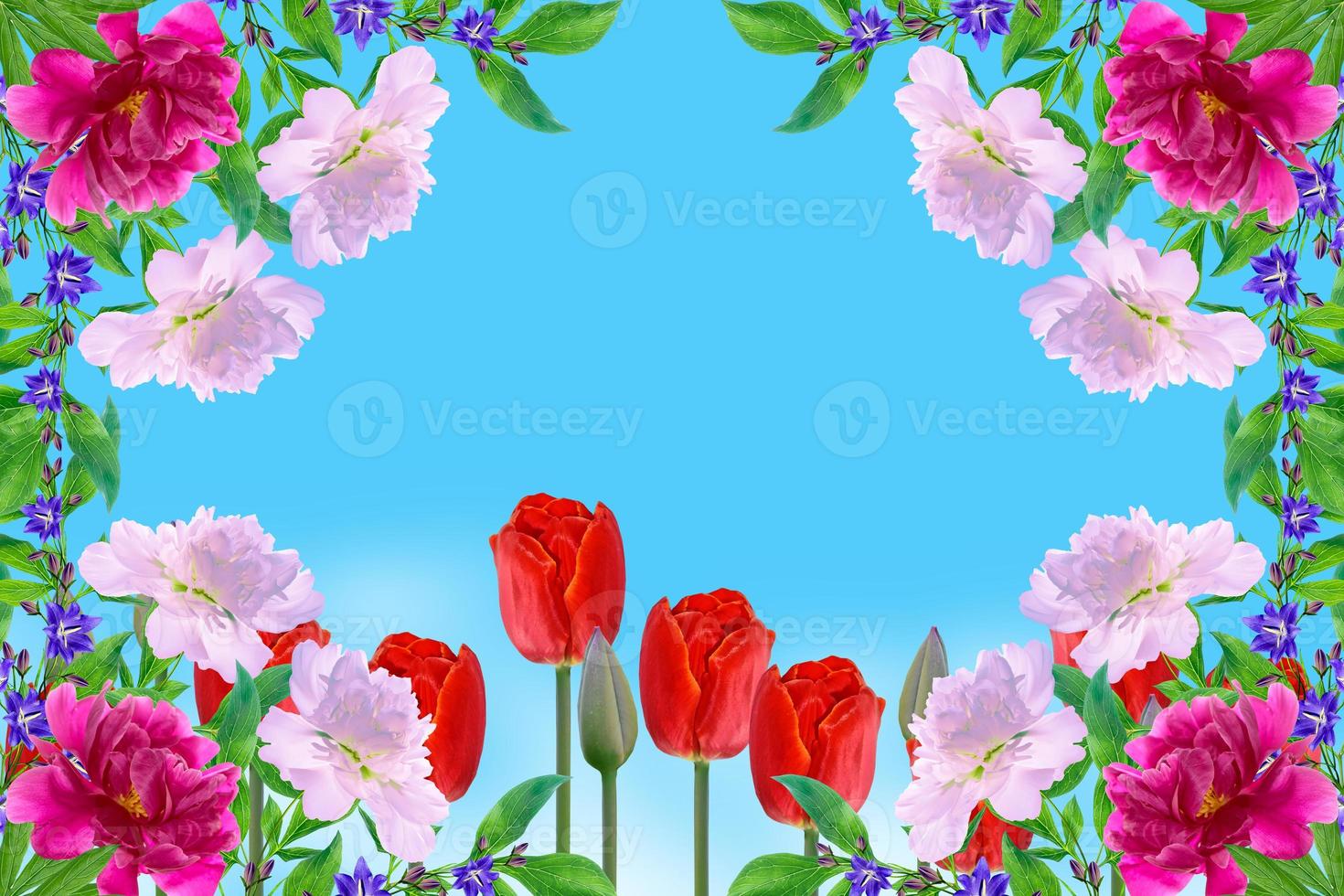 Bright and colorful flowers tulips photo
