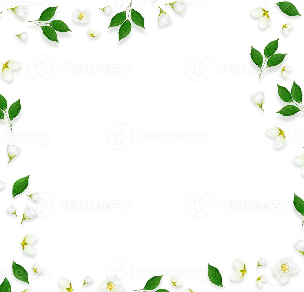 Twig bright white jasmine flowers. Spring composition. photo