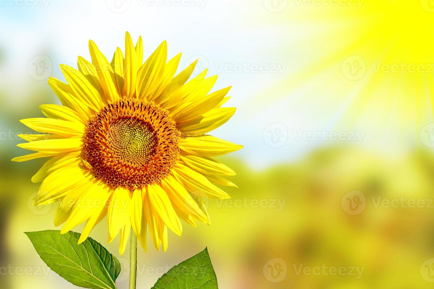 hermoso campo de girasoles en verano. Flores amarillas foto