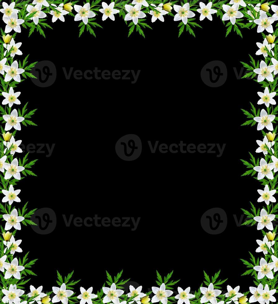 spring flowers snowdrops isolated on black background. photo