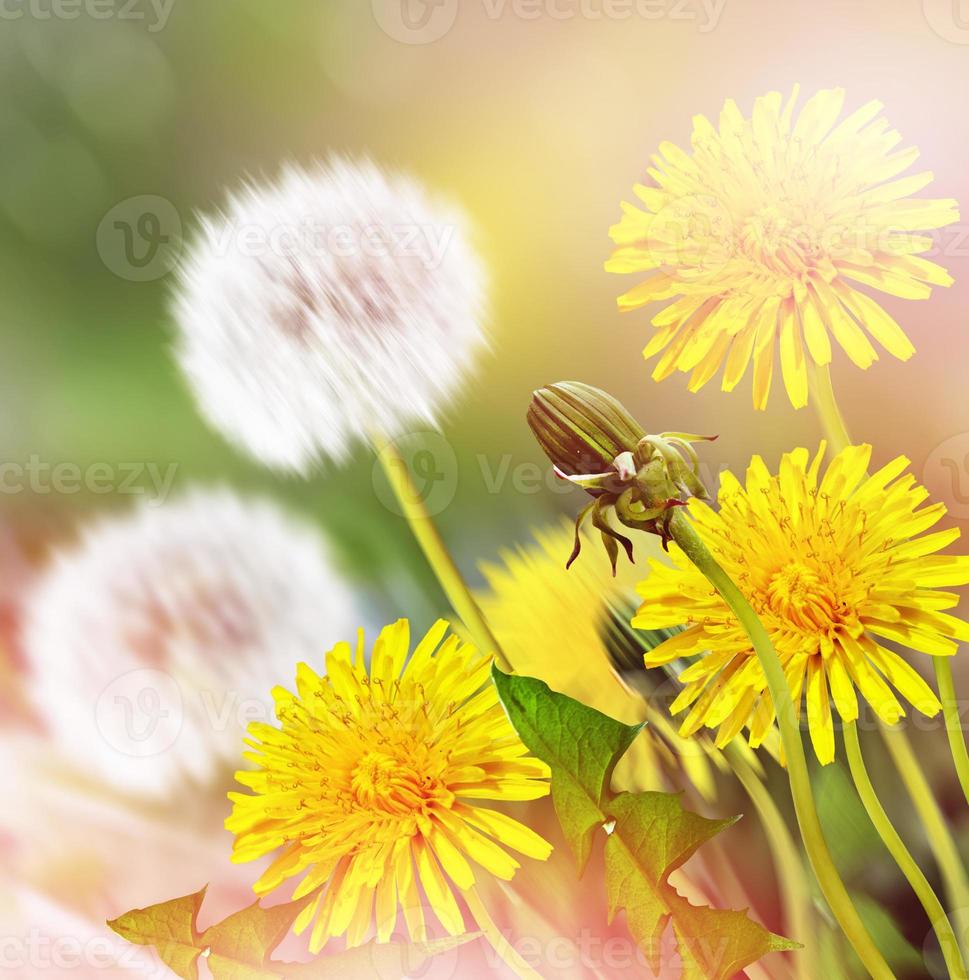 Summer landscape. Flowers photo