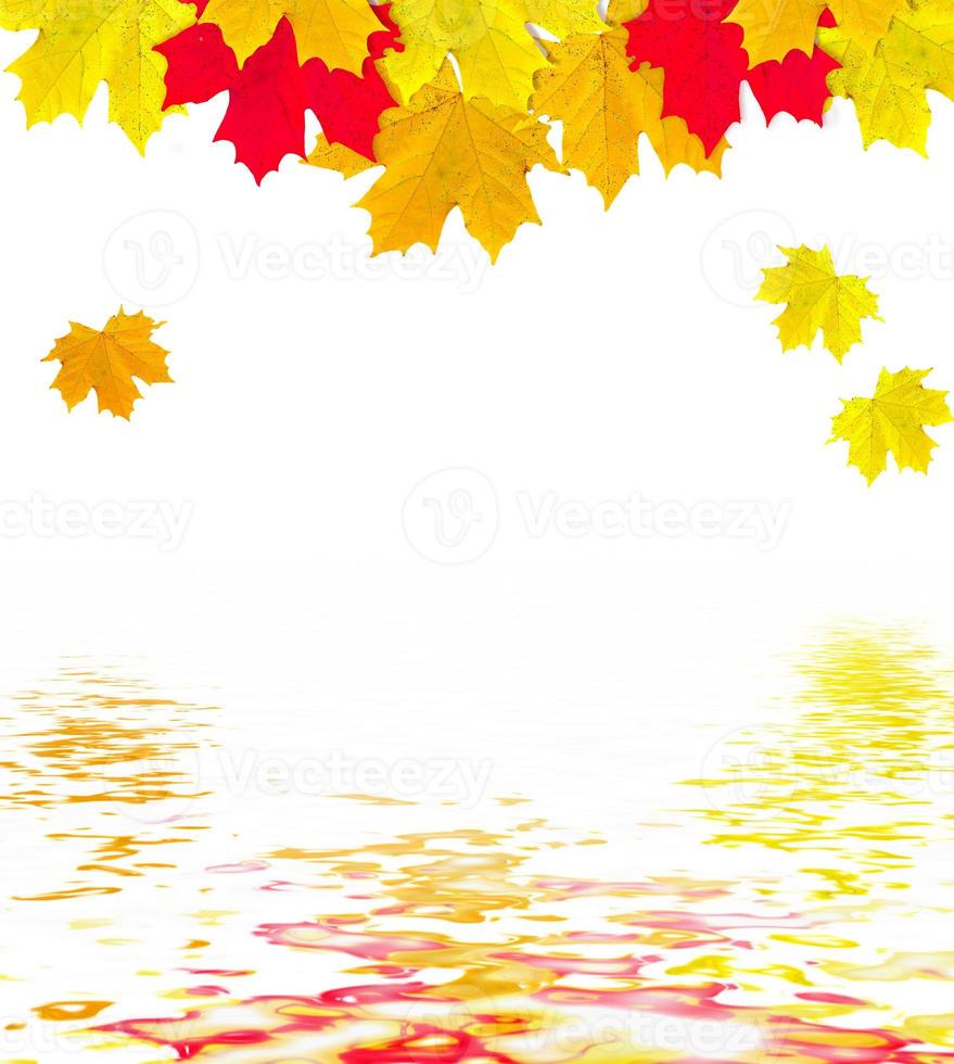 autumn leaves isolated on white background. photo