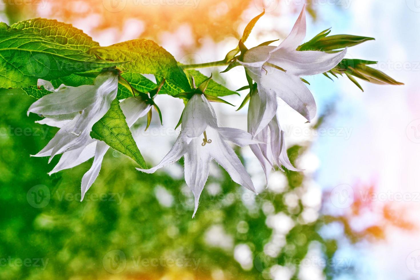 Colorful bright flowers bells on the background of the summer landscape. photo