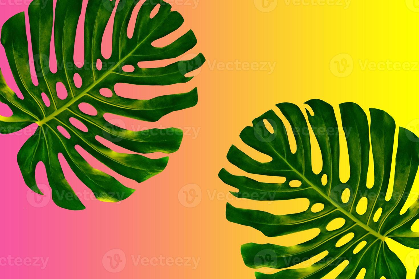 Floral background of green leaves of monsters photo