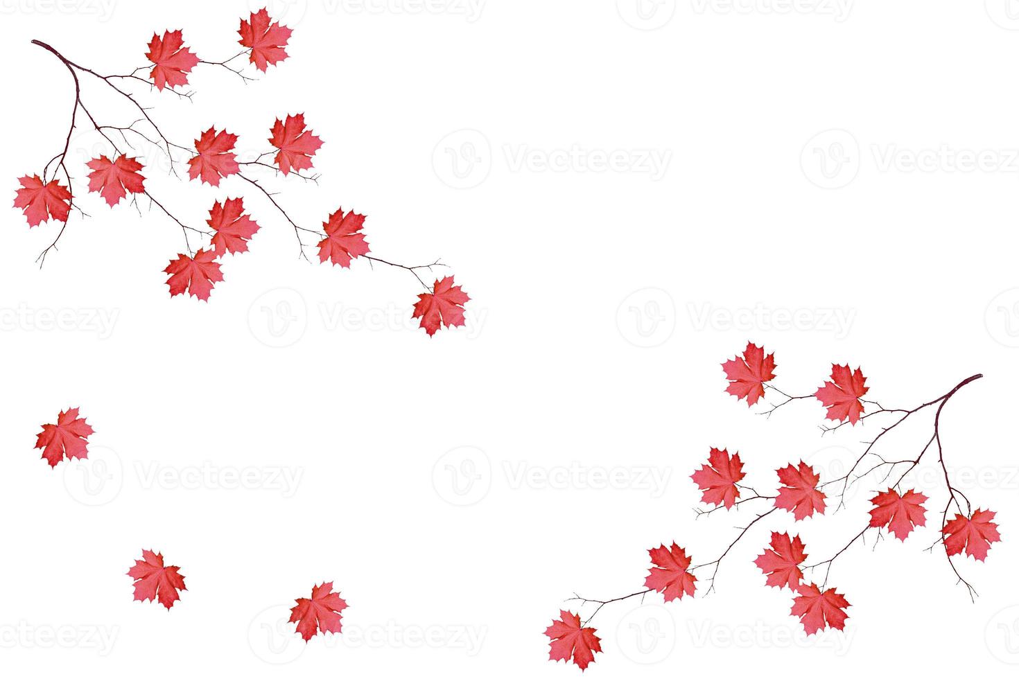 Bright colorful autumn leaves photo