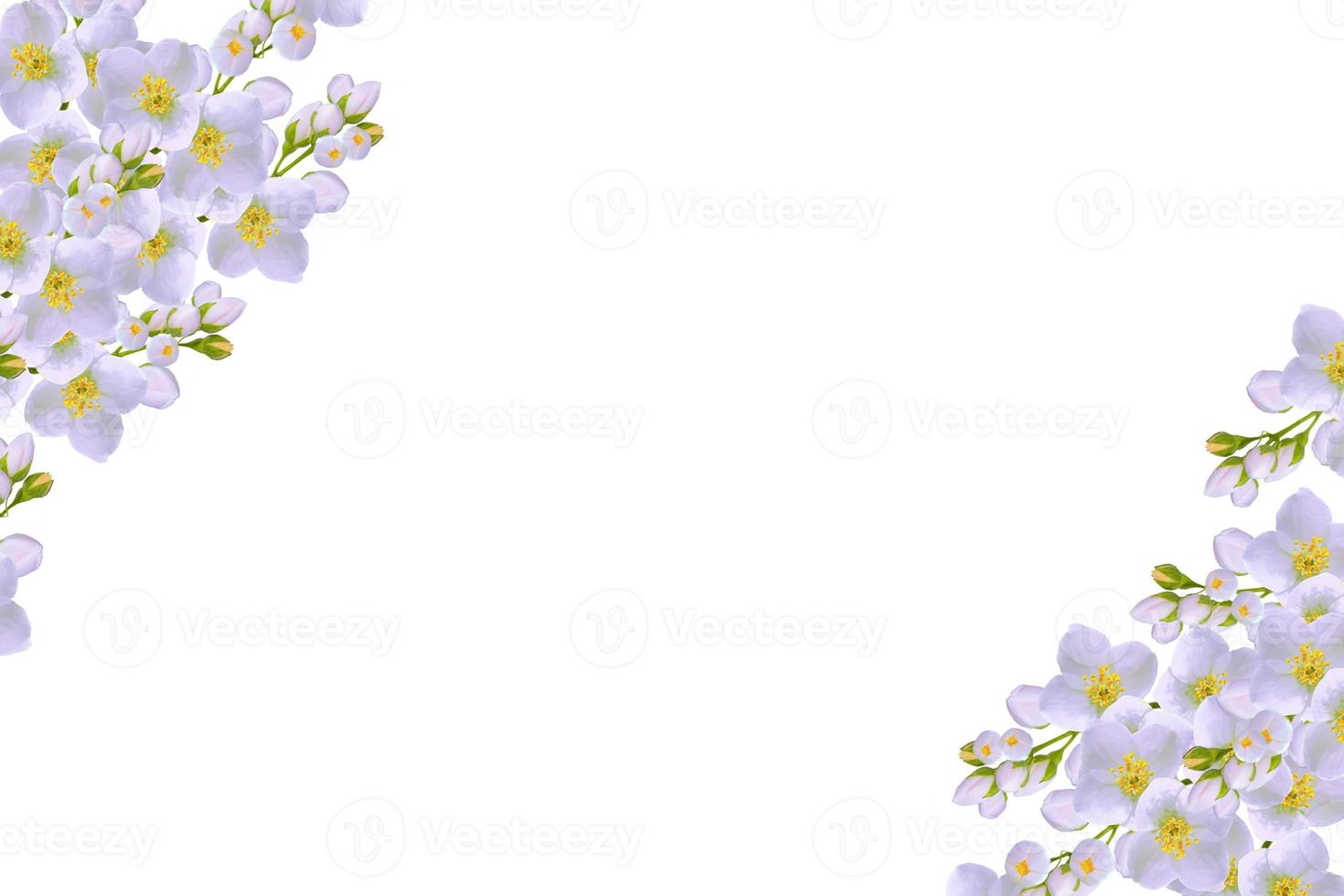branch of jasmine flowers isolated on white background. photo