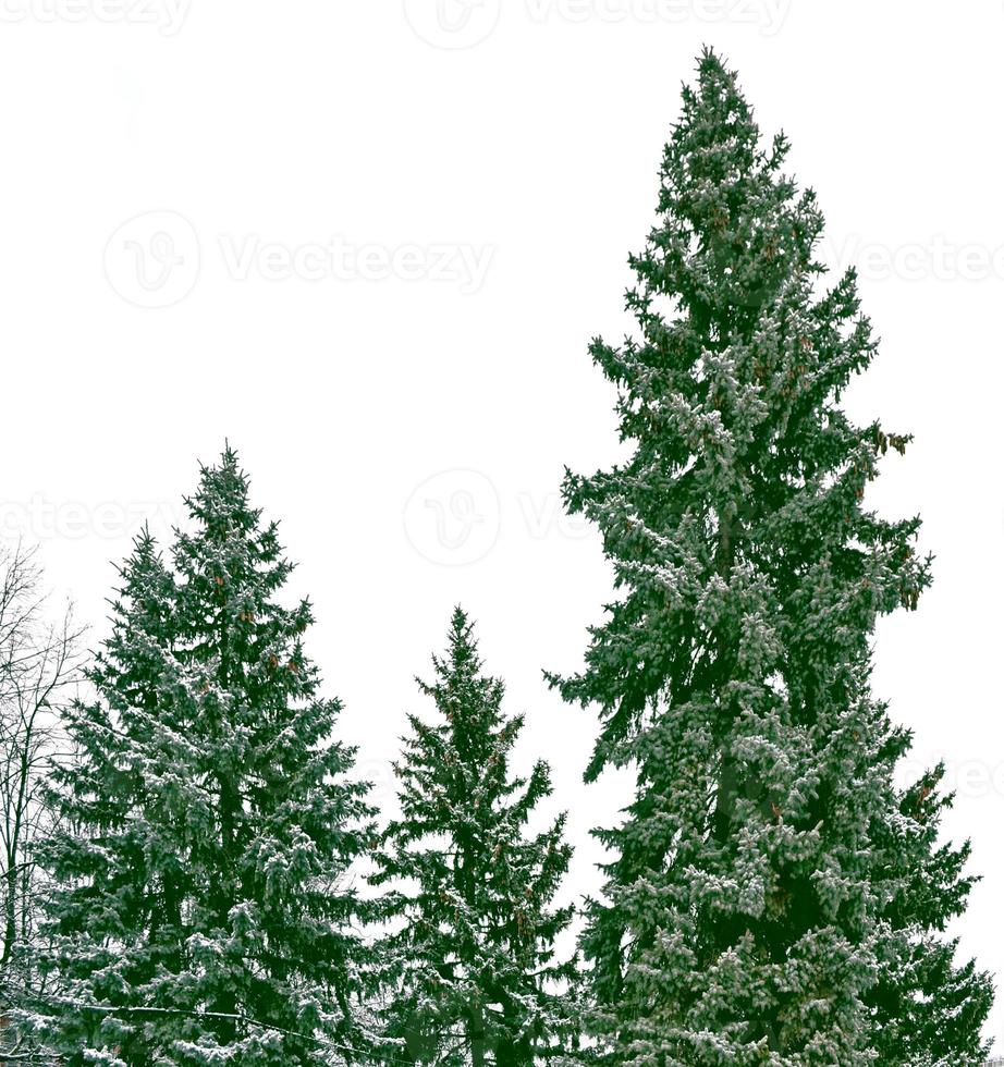 las ramas del árbol cubierto de nieve árbol de navidad foto