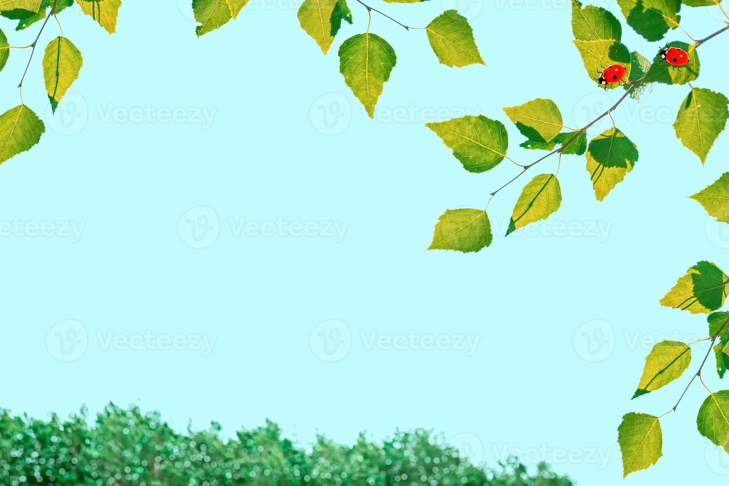 Green birch leaves on a background of the spring landscape. photo