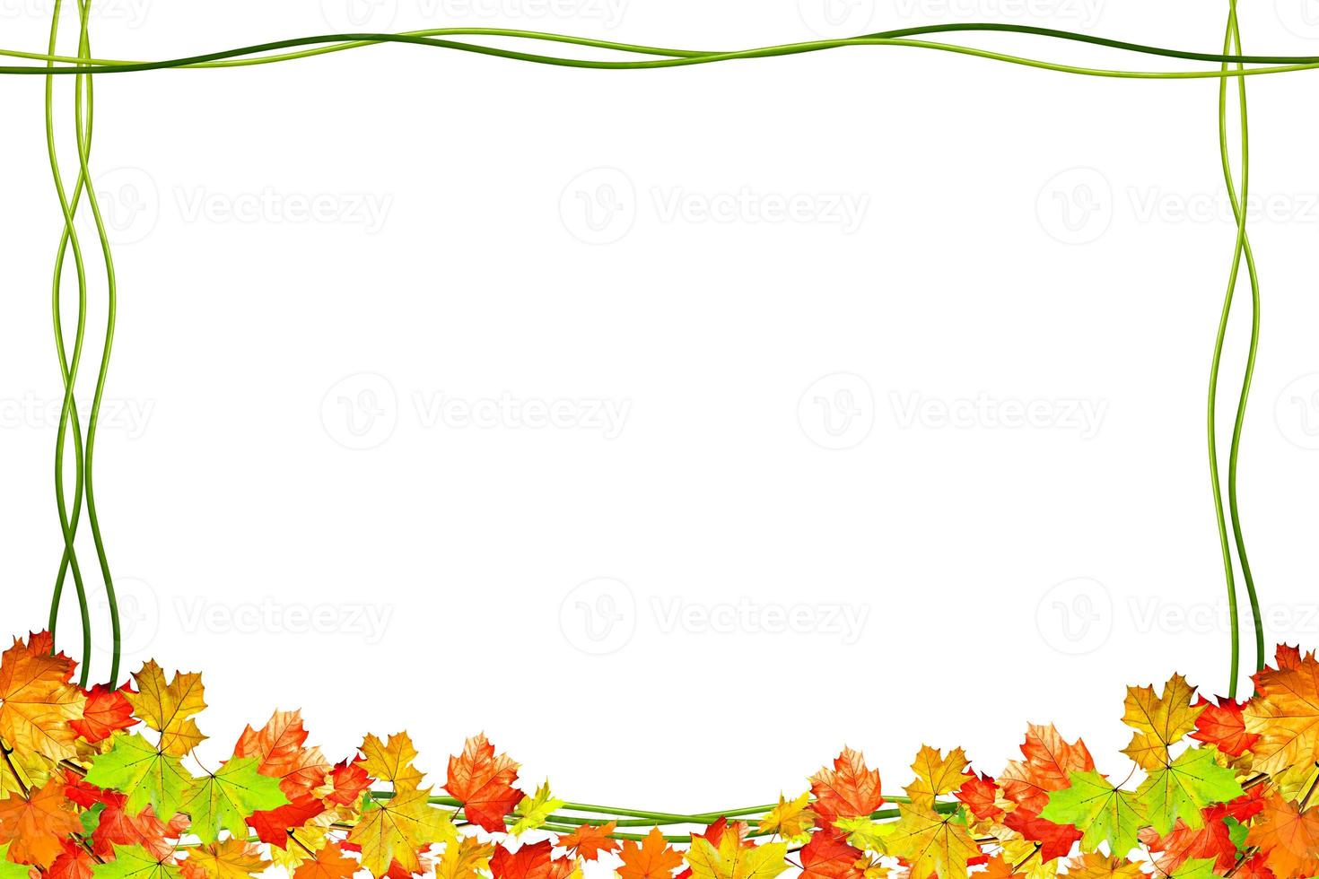 autumn leaves isolated on white background. photo