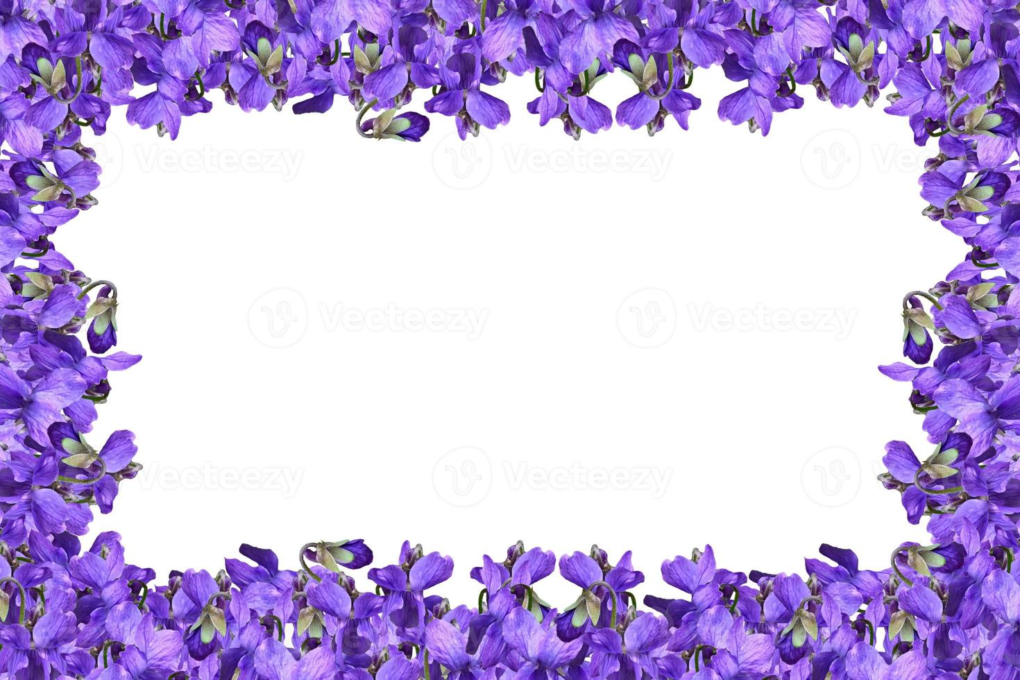 spring flowers snowdrops photo