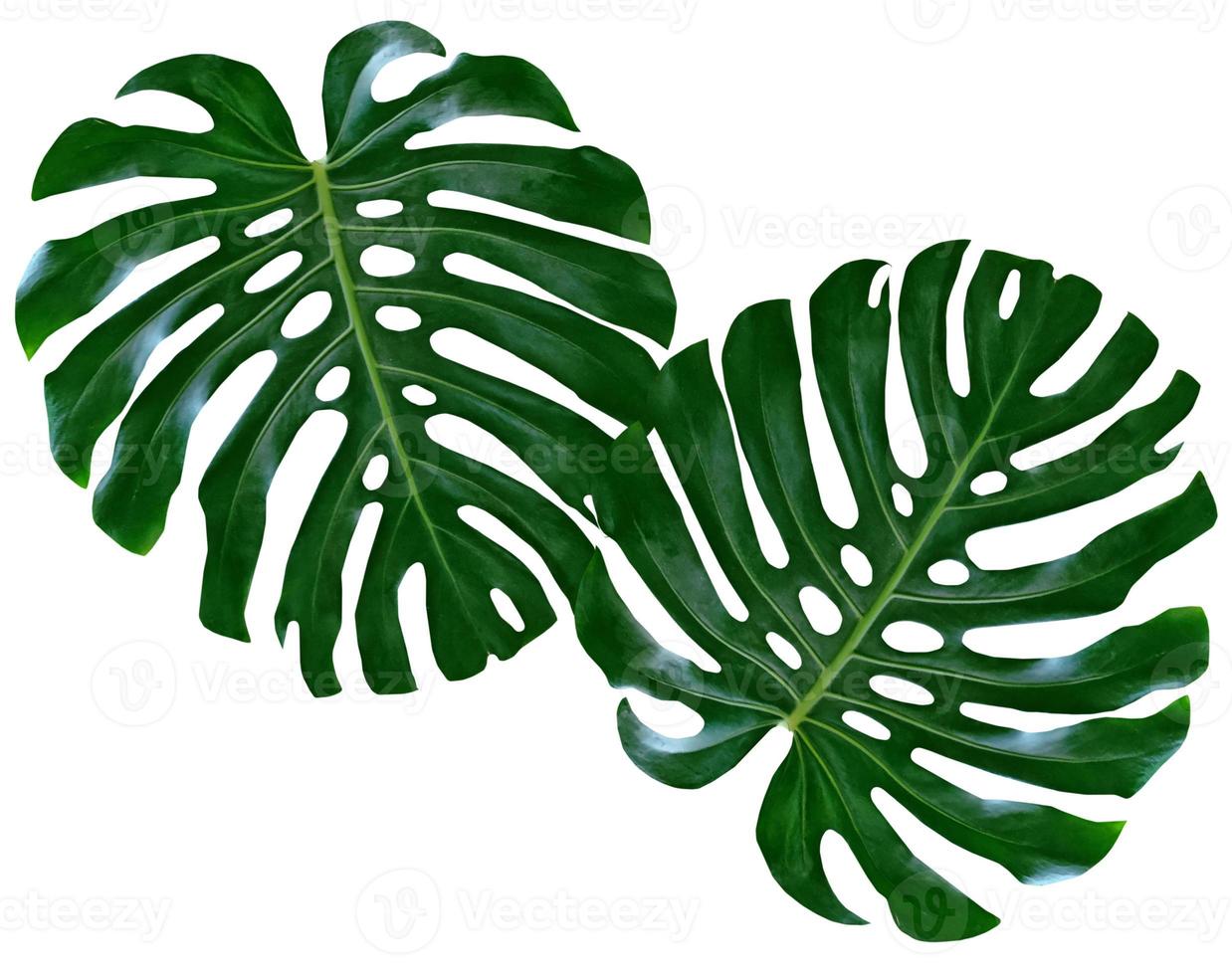 Floral background of green leaves of monsters and ferns photo