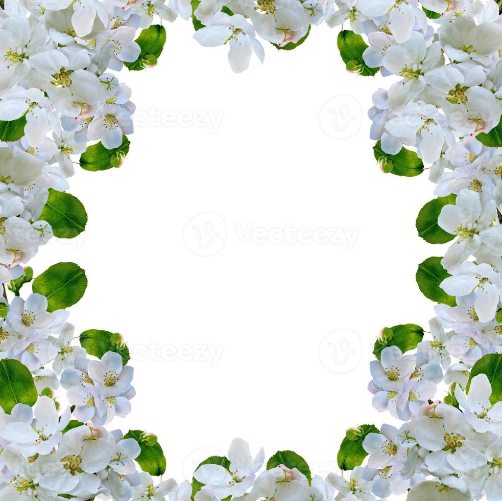 White apple flowers branch isolated on white background photo