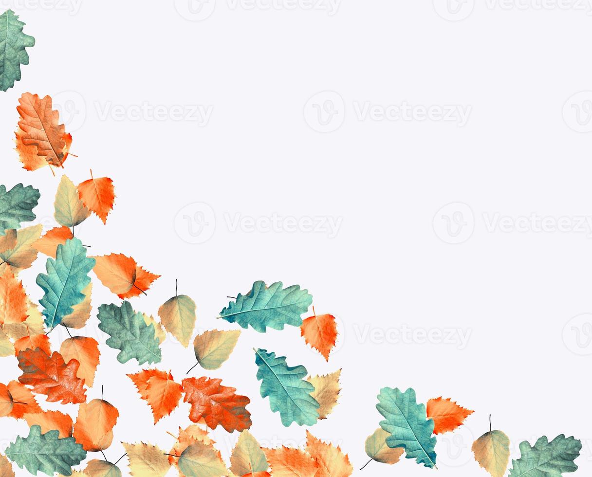 autumn leaves isolated on white background. photo