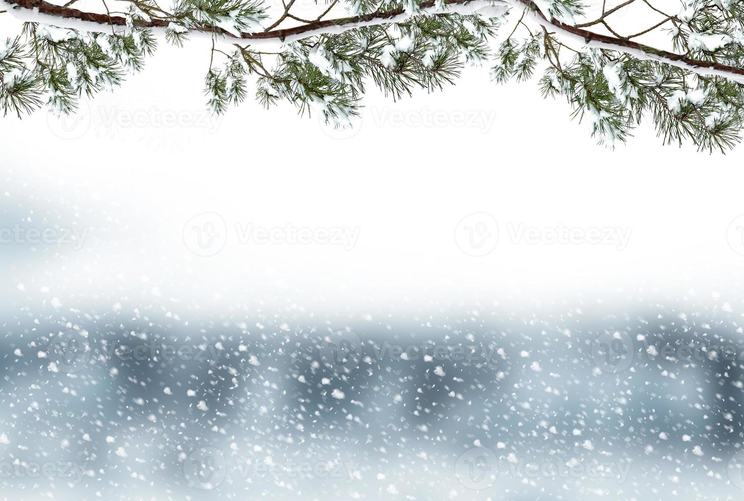 forest in the frost. Winter landscape. Snow covered trees photo