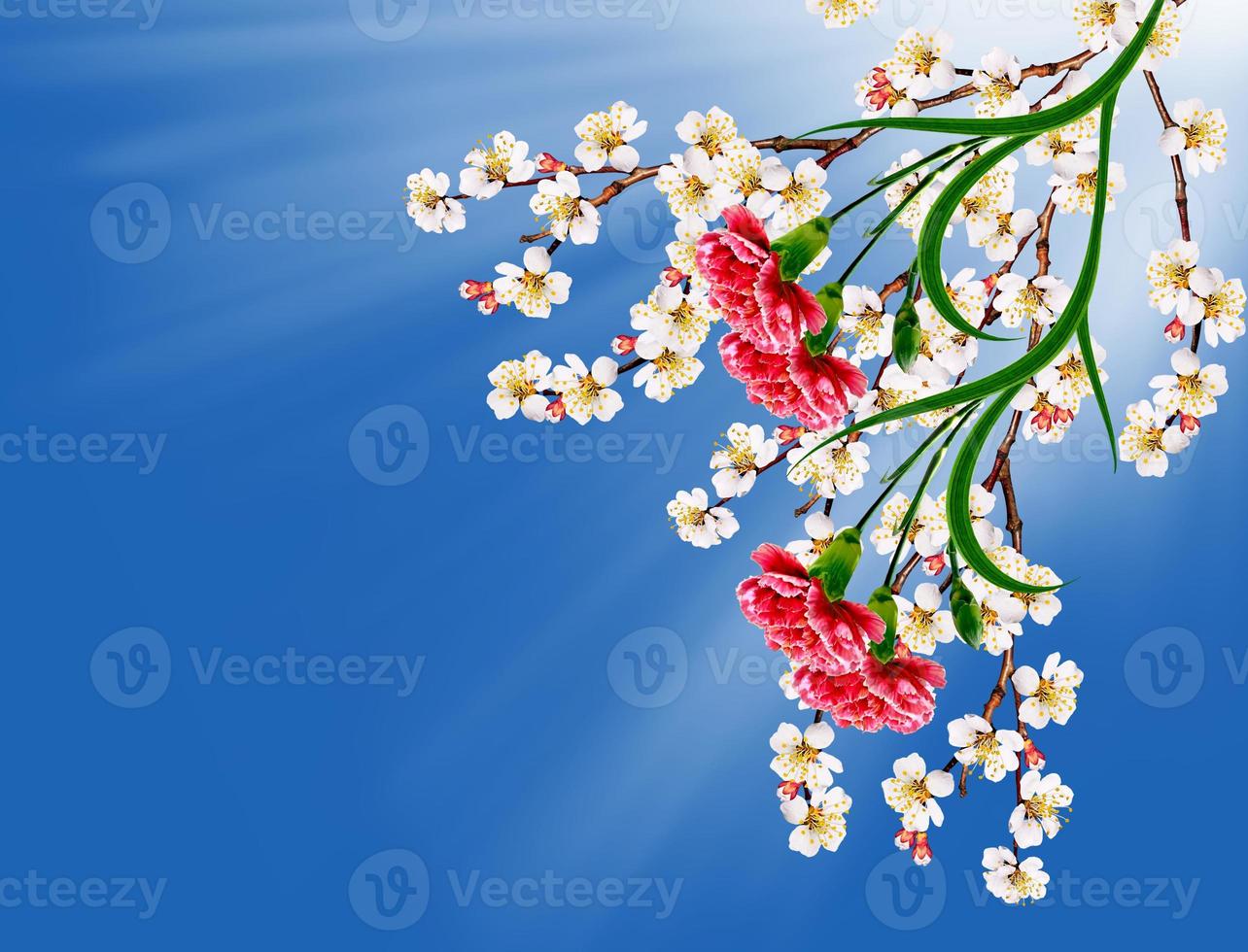Flowering apricot. Spring flowering garden. photo