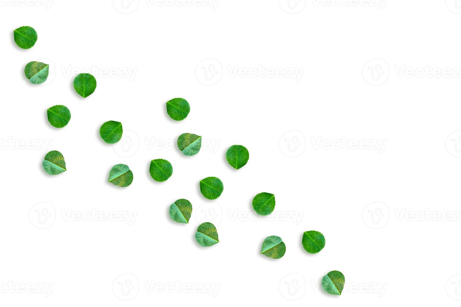 green clover leaves isolated on white background. St.Patrick 's Day photo