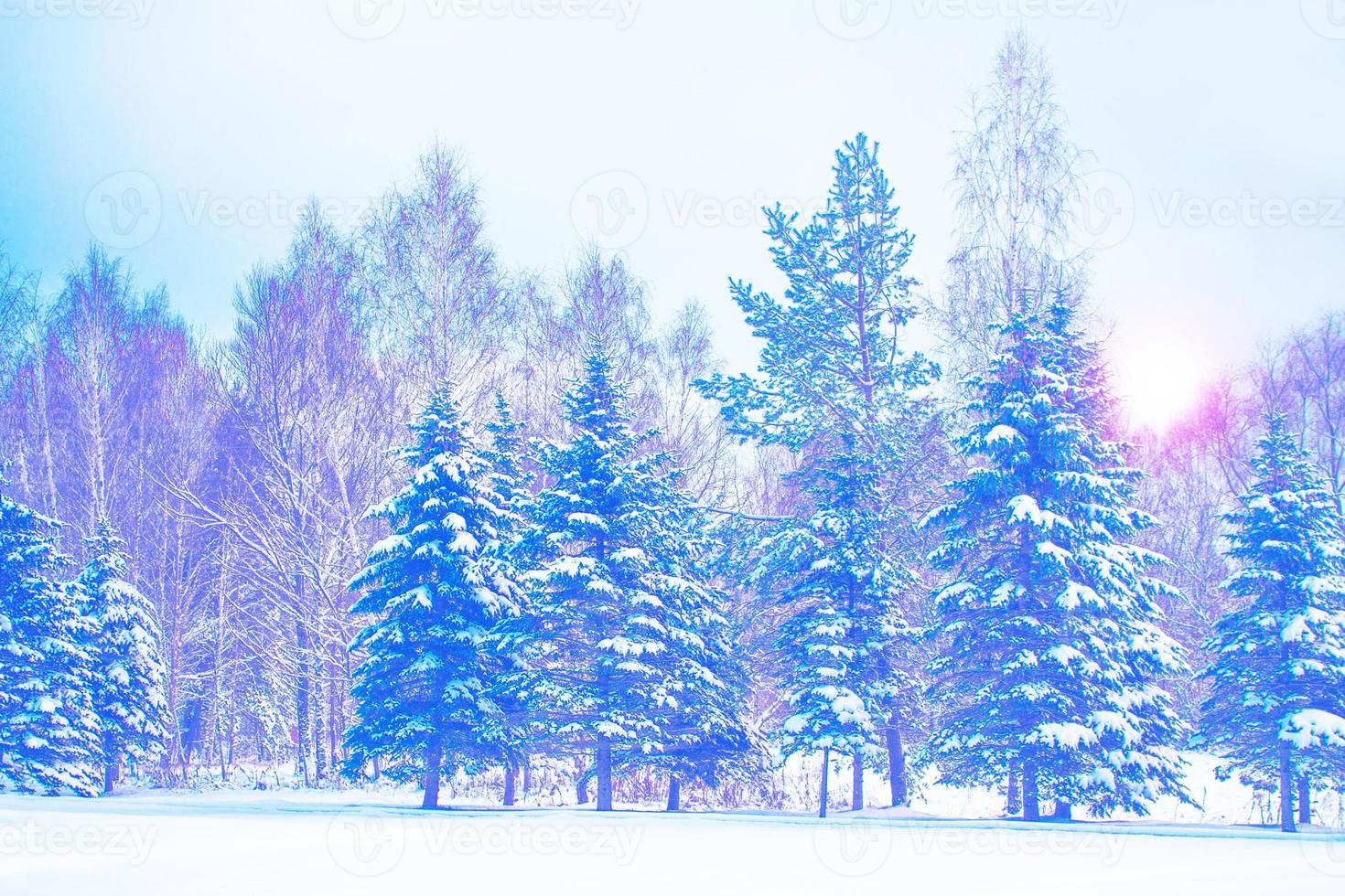 Frozen winter forest with snow covered trees. photo