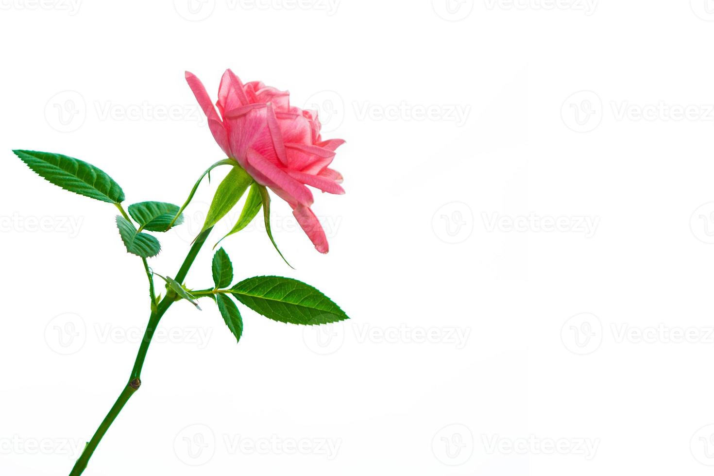 Flower bud roses on a white background photo