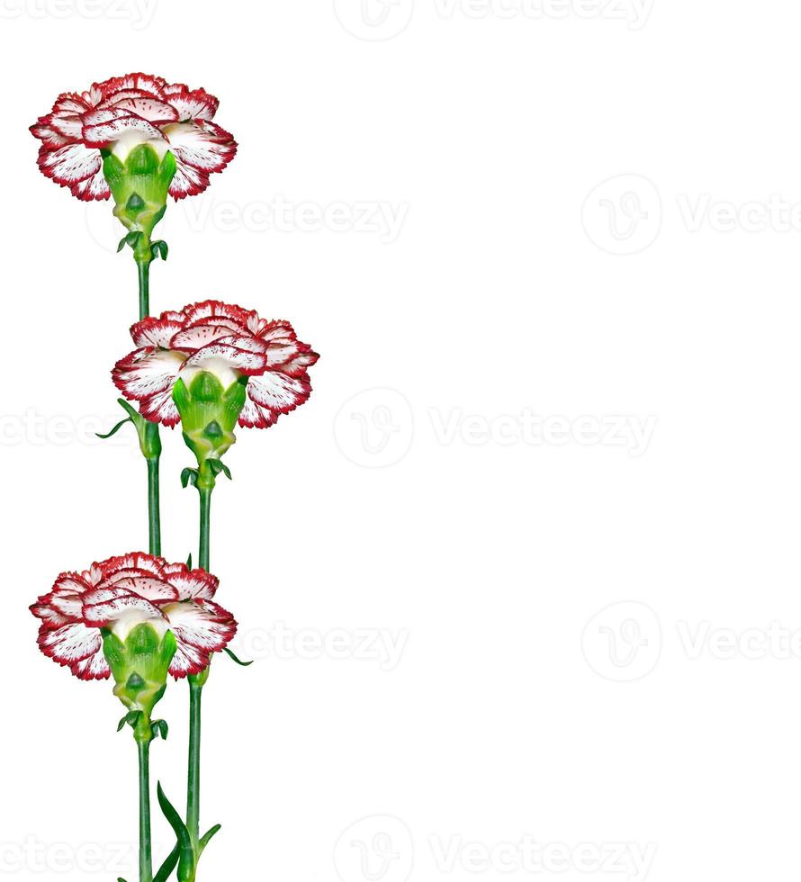 Colorful carnation flowers isolated on white background. photo