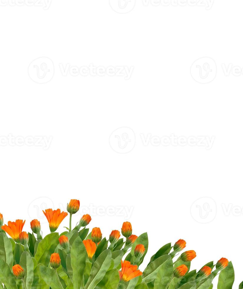 Bright marigold flowers isolated on white background. photo