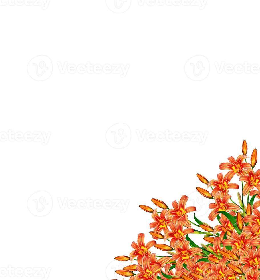 Flower lily isolated on white background. photo