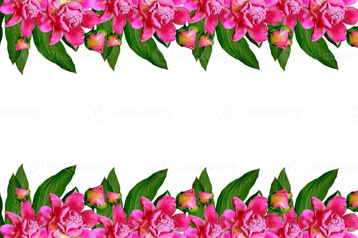 peony flowers isolated on white background. photo